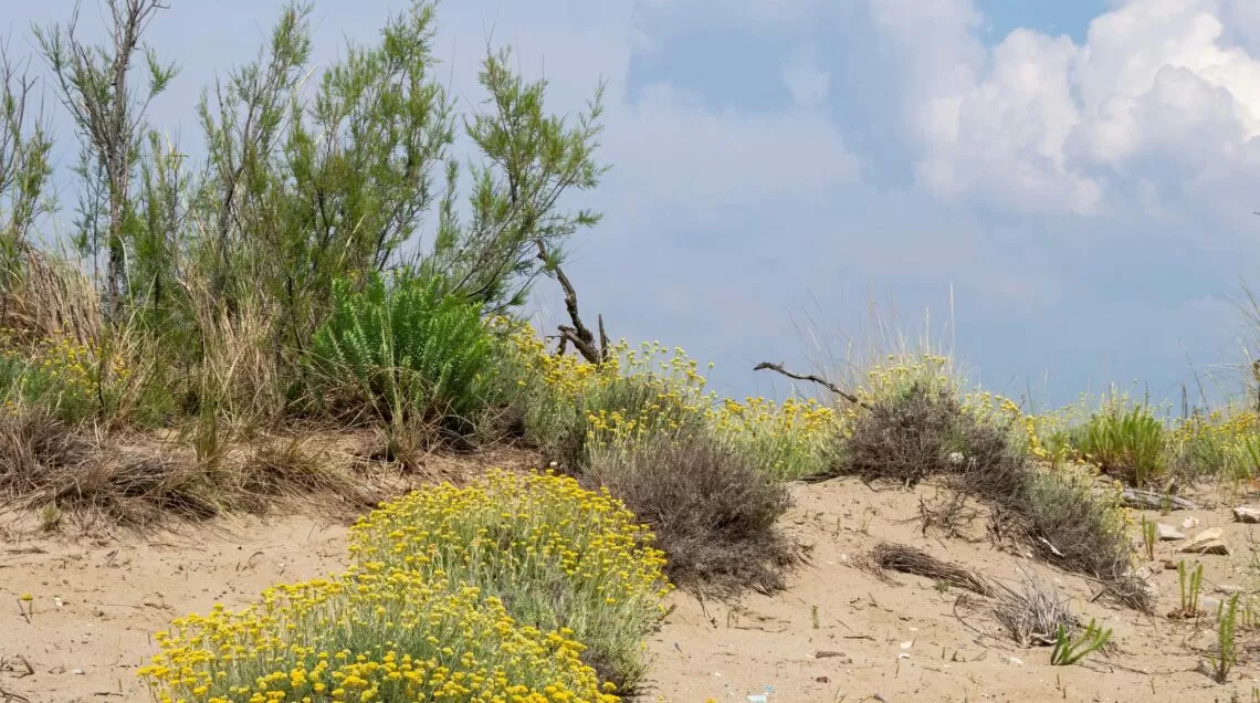 Miel de Plage Toscane – Image 2
